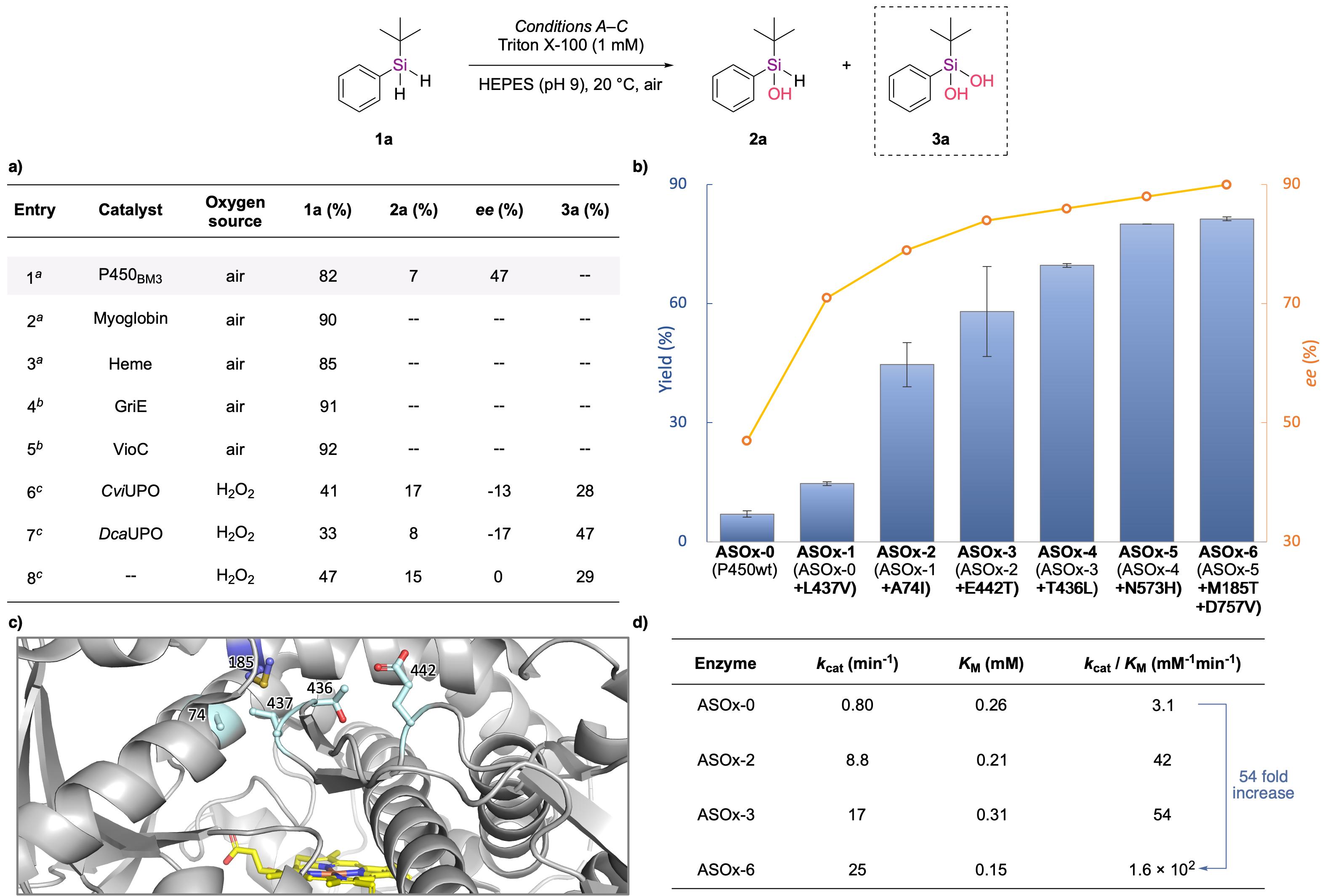 20250407-Angew. Chem. -刘臻-2. 关键酶的筛选与蛋白质定向进化.jpg