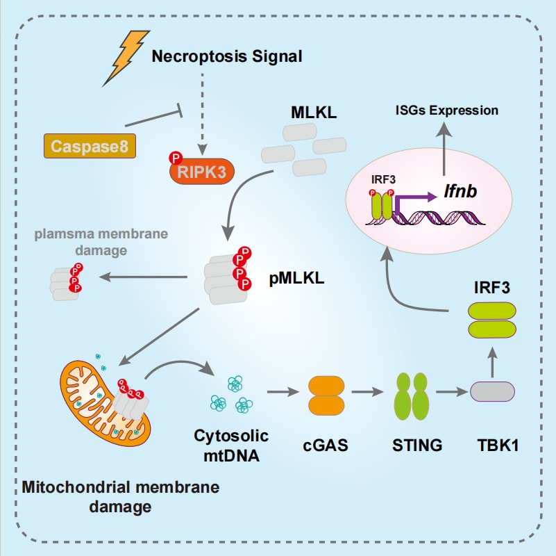 20250707-Mol Cell  -王晓东-2. 王晓东团队揭示程序性坏死细胞激活自身Ifnb表达的机制.png