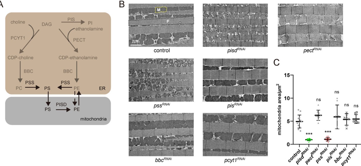 20241226-Plos Biology-王涛-图1. A,内质网和线粒体中常见磷脂合成代谢通路;B,C,敲低不同磷脂代谢酶对线粒体和果蝇运动能力的影响.png