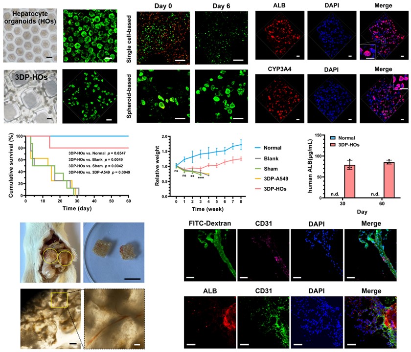 20250307-beat365英国官方网站机械系孙伟、庞媛课题组与北京大学昌平实验室邓宏魁团队合作研发3D打印肝类器官用于肝衰竭治疗研究-机械系-图2:基于细胞团簇打印策略构建的肝组织模型(3DP-HOs)显示出良好的生物活性和肝功能表达,肝衰竭小鼠移植治疗效果显著,在长期体内移植中与宿主形成血管连接.jpg
