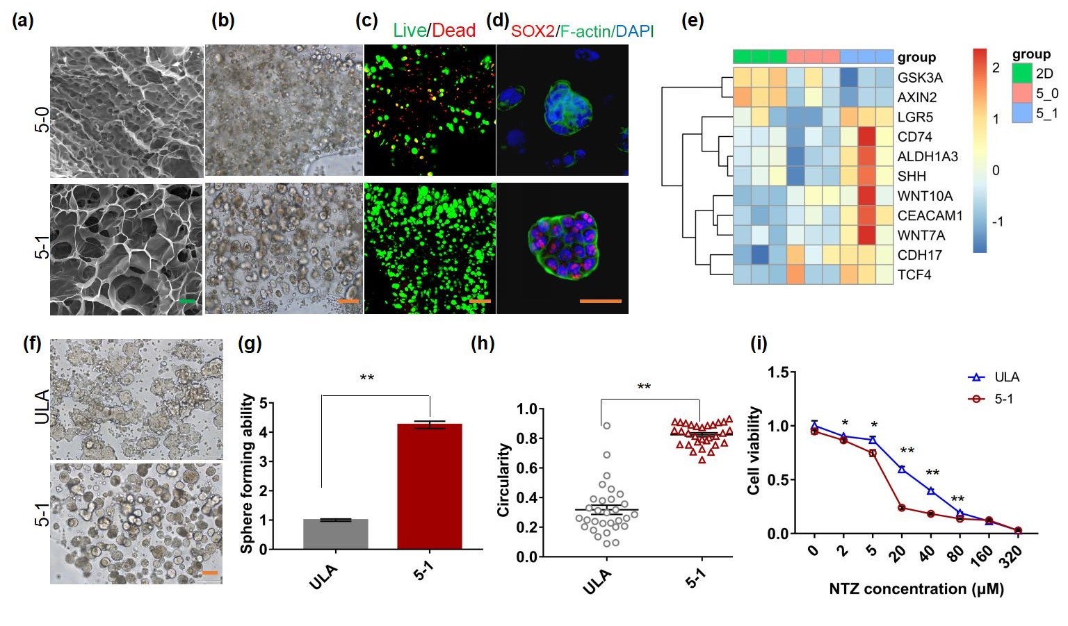 20220322-beat365英国官方网站熊卓、张婷团队研发一种用于肿瘤药物筛选的结直肠癌干细胞高效诱导新模型-机械系-三维打印的杂化水凝胶具有诱导富集CSCs的特性，其诱导的CSCs球可作为靶向CSCs药物筛选模型。 （a-c）杂化水凝胶具有良好的孔隙率和生物相容性；（d-e）杂化水凝胶来源细胞微球的干性增强；（f-i）杂化水凝胶诱导富集的干细胞球更多、更均一且对靶向CSCs药物更加敏感。.jpg