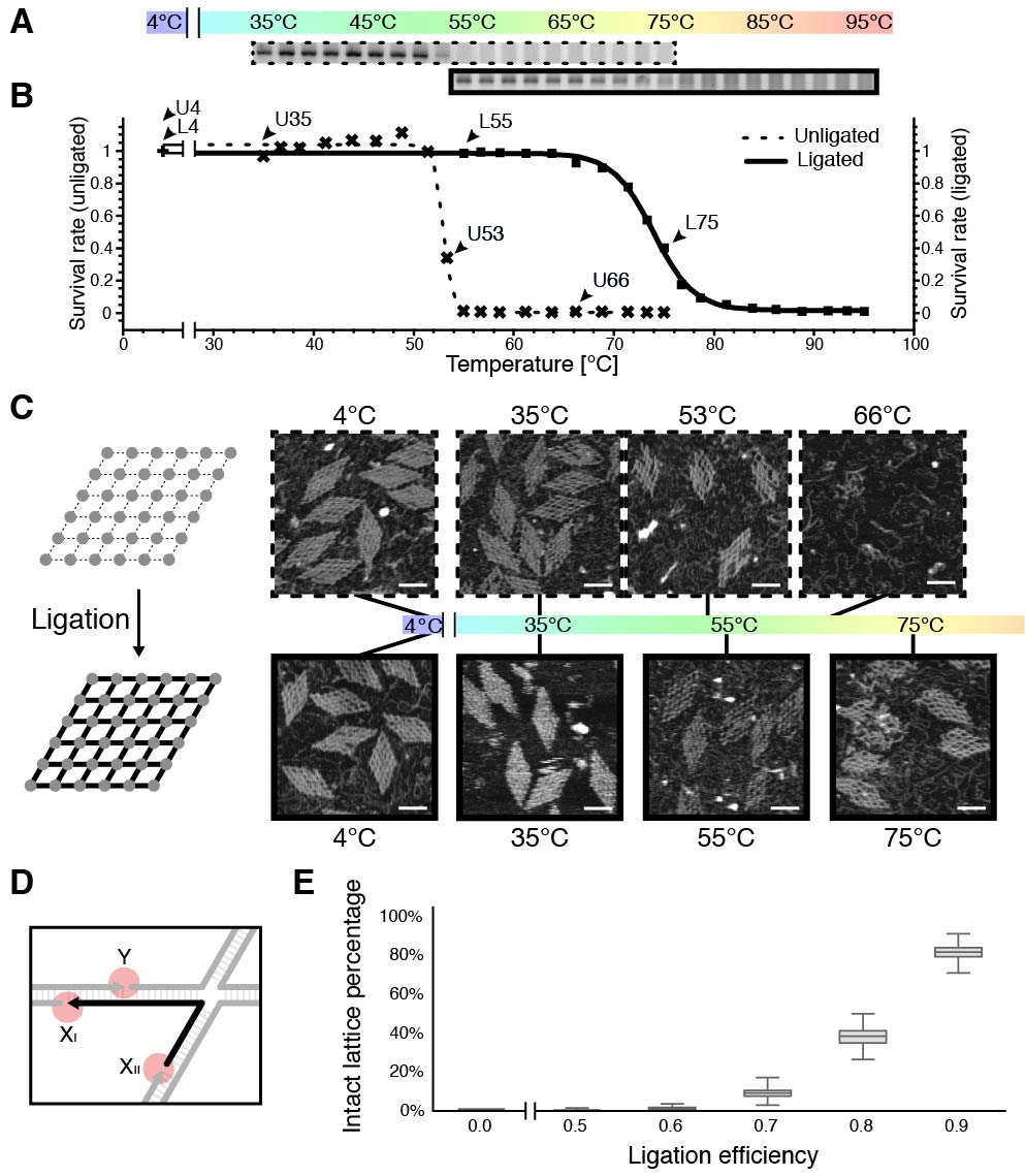 20220727-魏迪明-论文-成果照片2.jpg 20220727-魏迪明-论文-成果照片2.jpg