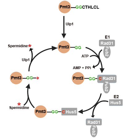 20250609-MCP -董梦秋-2. SUMO修饰亚精胺（Spermidine）的分子机制模型.png