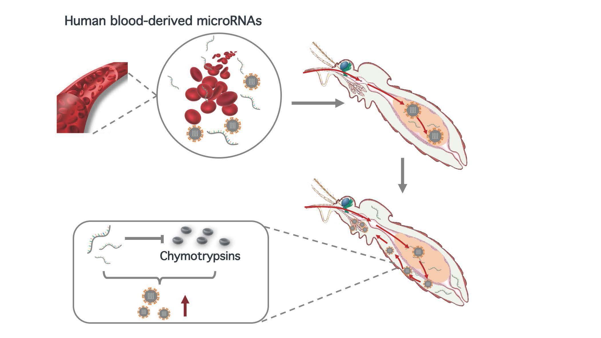 2021-12-14-科研成果-beat365英国官方网站医学院程功实验室-Cell Reports.jpg 2021-12-14-科研成果-beat365英国官方网站医学院程功实验室-Cell Reports.jpg