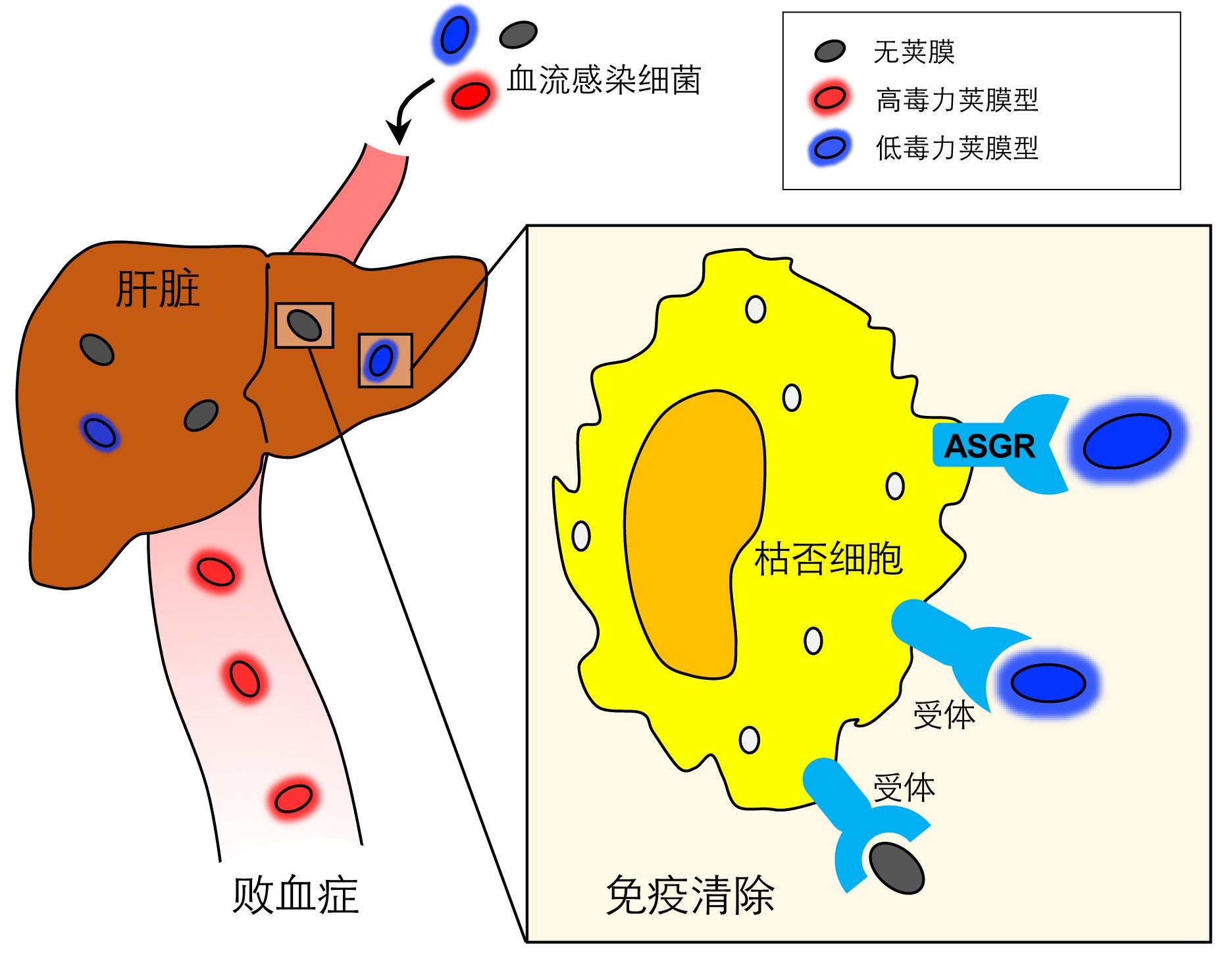 20220309-科研成果-安浩然-血流感染中细菌荚膜促进病原体逃逸肝脏天然免疫的新机制.png